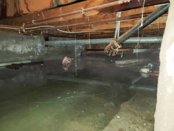 Best Water damage restoration insurance claims  in Dulce, NM