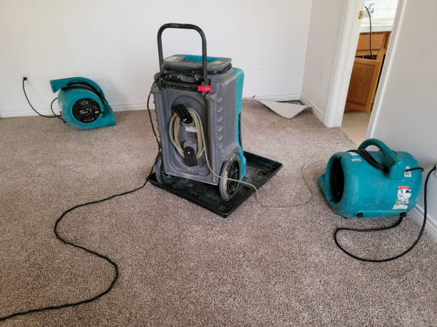 Best Basement water damage restoration  in Dulce, NM
