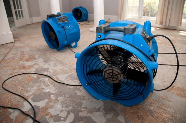Best Professional water damage repair  in Dulce, NM